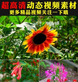 唯美鲜花花朵盛开春天实拍视频