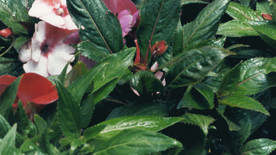 花卉和绿色植物