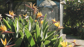 花园里的黄色花