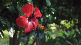 一棵树在花园里的红色花