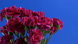 紫色的花朵，蓝色的背景