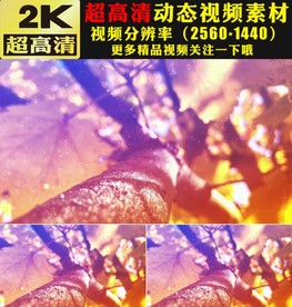 金色粒子飘落大树舞台视频素材