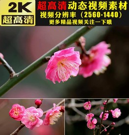 美丽冬天粉色梅花盛开实拍视频