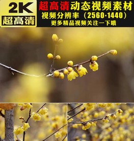 秋天冬天蓝天白云金色梅花视频