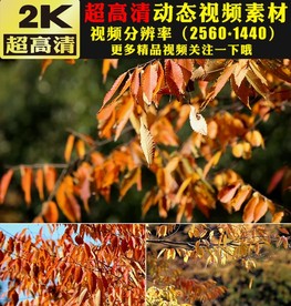 蜜蜂鲜花枫树秋天大自然视频素材