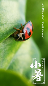 夏季动物昆虫小暑节气摄影海报