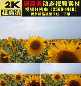 向日葵太阳花花海植物实拍视频