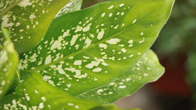 高清广东万年青视频