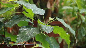 高清雨点打在菩提树叶上视频
