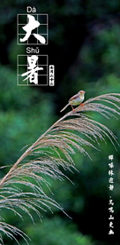 节气海报
