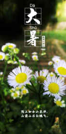 大暑夏季节气海报菊花摄影照片