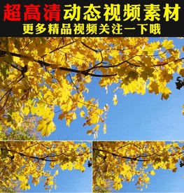 小清新枫叶枫树林实拍视频