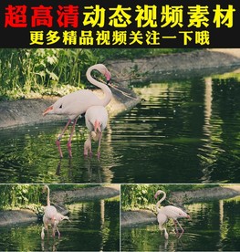 湖面火烈鸟和谐大自然实拍视频