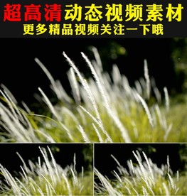 小清新芦花芦苇荡舞台背景视频