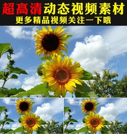 向日葵太阳花花海植物实拍视频