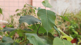 风中飘扬的菩提树叶视频