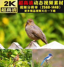 唯美小鸟鸟类麻雀特写视频