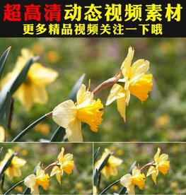 春天草地小草鲜花绽放实拍视频