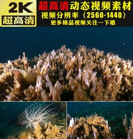 海底世界鱼群海藻海洋生物视频