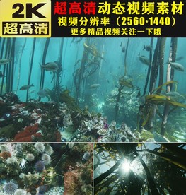 海底世界鱼群海藻实拍视频素材