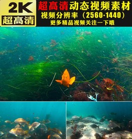 海底世界鱼群海藻实拍视频素材