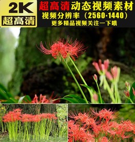 红色彼岸花开小清新大自然视频