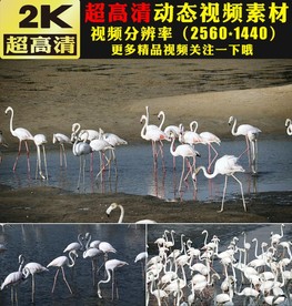 湖面火烈鸟和谐大自然实拍视频