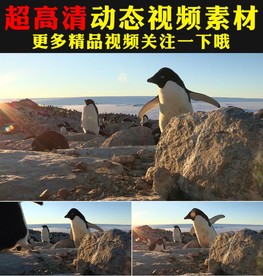 南极洲可爱企鹅实拍视频