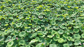 超清航拍唯美荷花