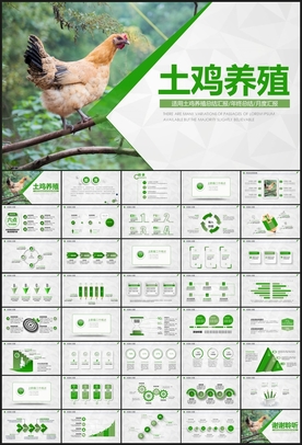 农家土鸡养殖家禽畜牧业PPT