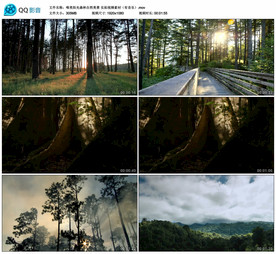 唯美阳光森林自然美景 实拍视频