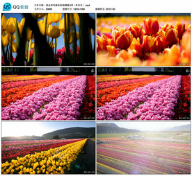 郁金香花海 航拍实拍视频素材