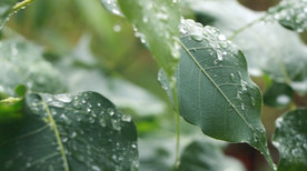 高清雨点打在菩提树叶上的视频