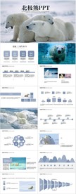 保护野生动物北极熊动态PPT