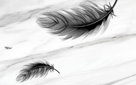 高清 意境唯美羽毛 TIF分层