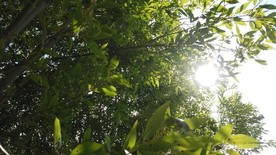 阳光透过树叶洒下来，风吹树动