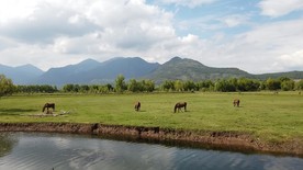 拉市海草场上的滇马，河边吃草