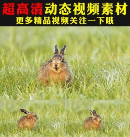 可爱野兔小兔子草地吃草实拍视频