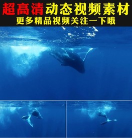 蓝色海底世界大鲸鱼游动视频