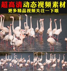 湖面火烈鸟白天鹅仙鹤丹顶鹤视频