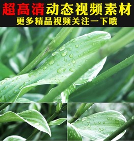 小清新带露水的绿叶小草视频