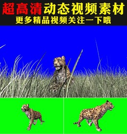 凶猛豹子老虎绿屏抠像背景视频