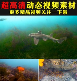 海底世界鱼群海藻海洋生物视频
