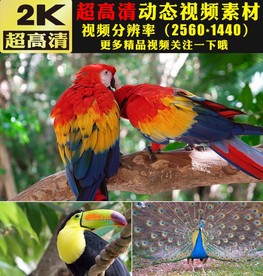 唯美小鸟鹦鹉孔雀开屏鸟类视频