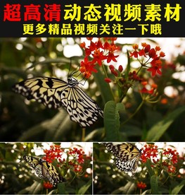 实拍蝴蝶采花粉鲜花盛开春天视频