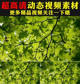 小清新叶子阳光空镜头视频素材