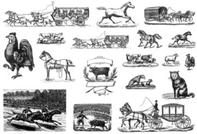 马赛马葡萄酒纹饰