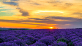 薰衣草 夕阳 晚霞 傍晚