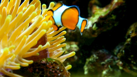 珊瑚丑鱼 小丑鱼