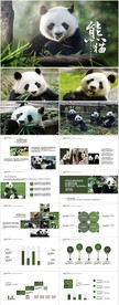 国家一级保护动物熊猫动态PPT